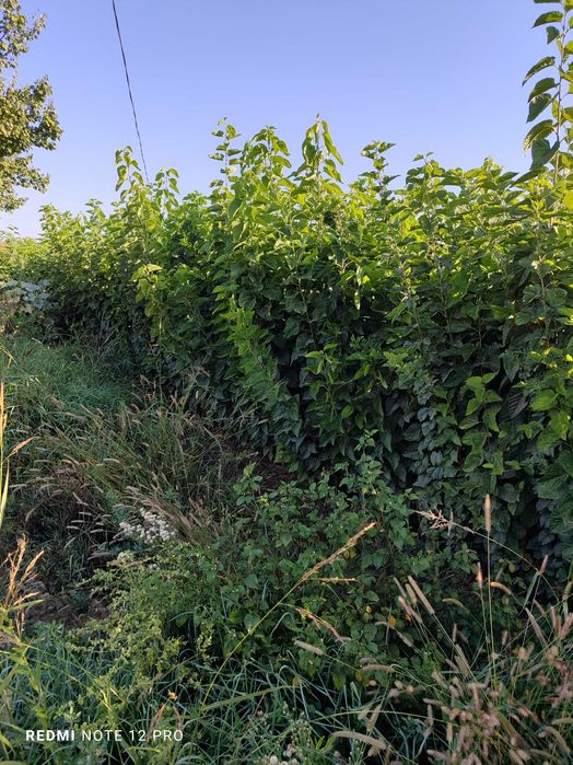 Tezda yigit pornosini silkitadi