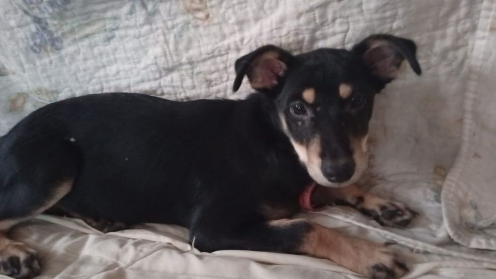 Отдам в добрые руки