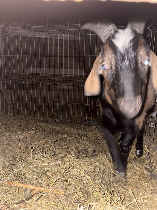 Tap de vanzare.  Are mama alpina franceza si tata anglonubian