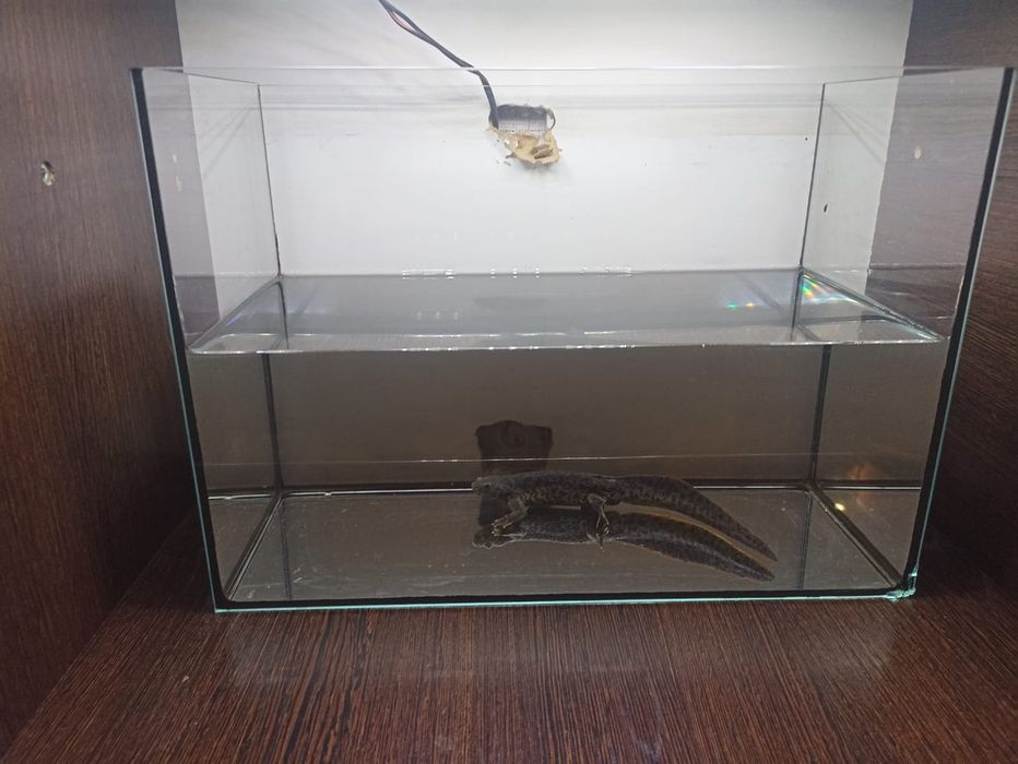 Продам Тритона 20см