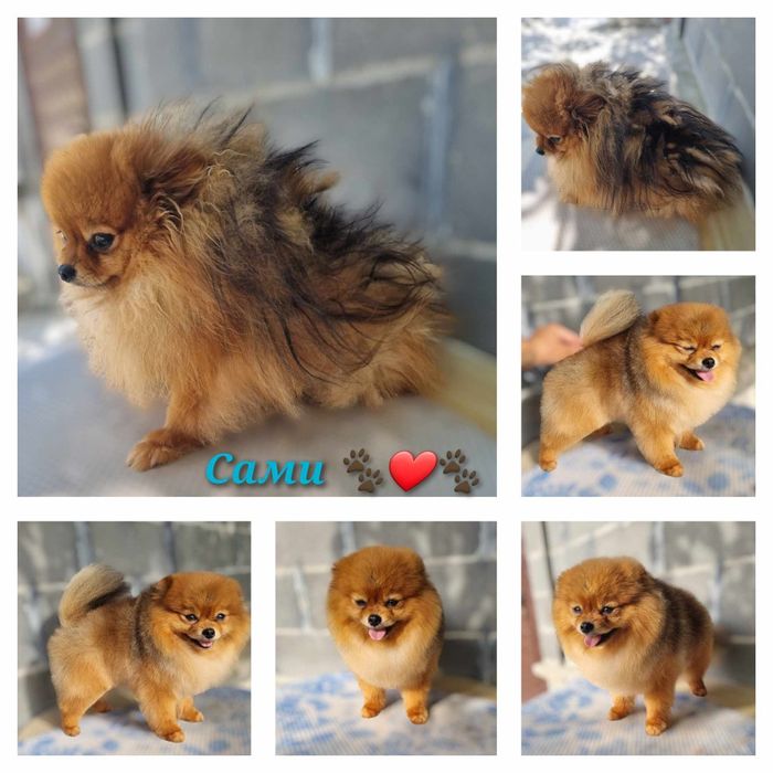 Померан уникално момче