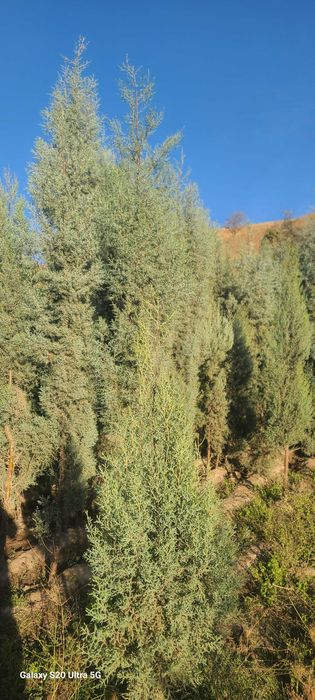 Голубой кипарис арчалар сотилади