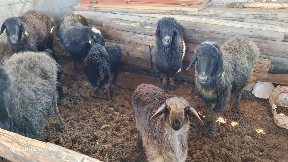 Қозылы қой сатылады