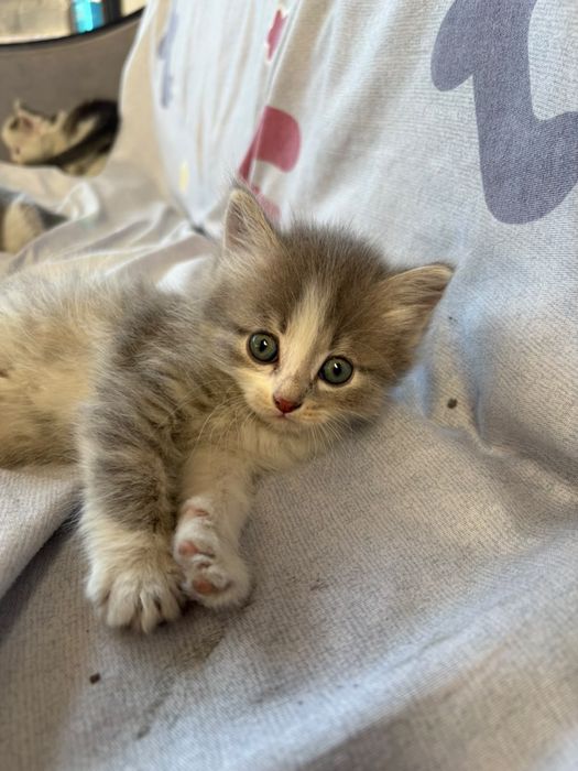 Отдам котят срочно