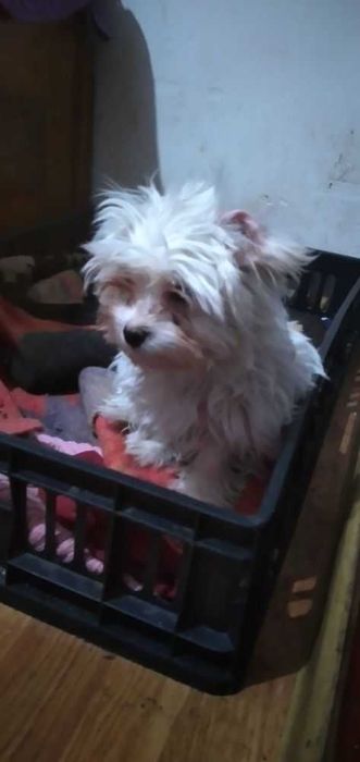 Vand pui bichon talie mica
