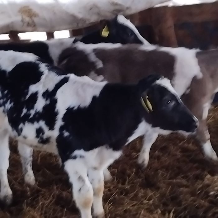 Vând 3 belgieni preț 45 de milioane bucata.