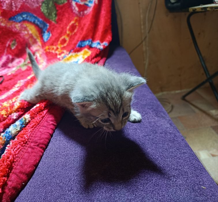 Продаются веслоухие котята