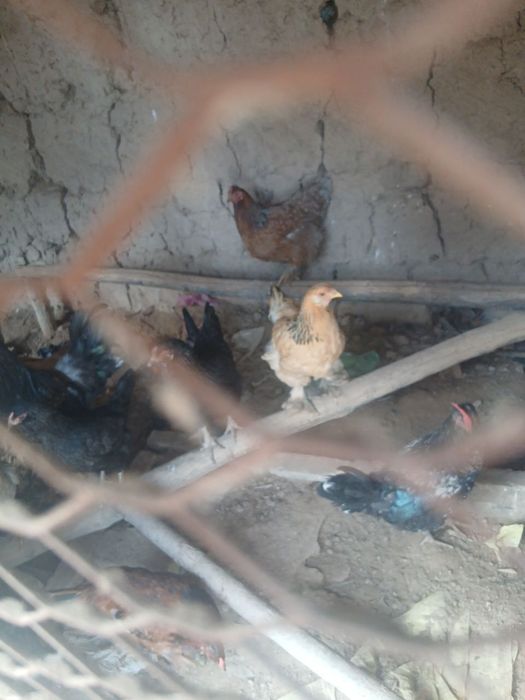 tovuq xoʻrozlar sotiladi