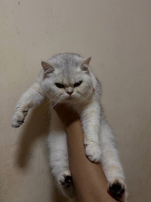 Viyaskaga Biritaniskiy Serebristiy shinshila