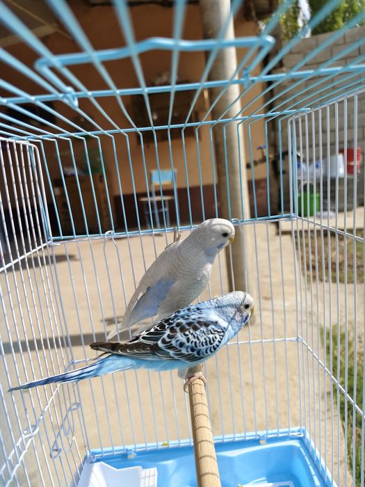 Попугай комплект с клеткой