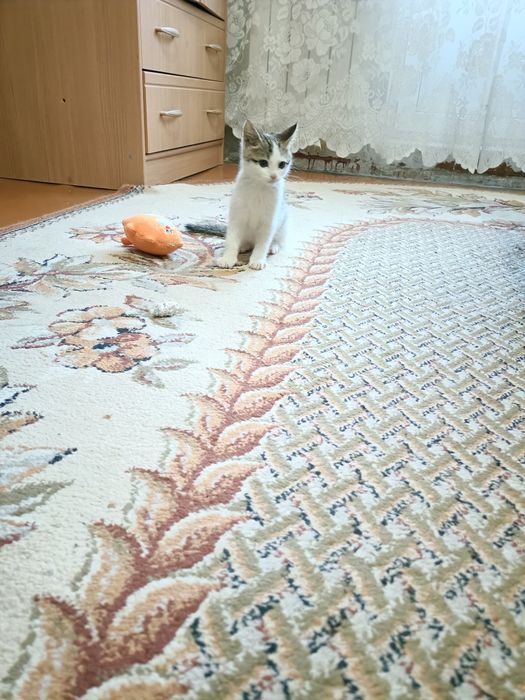 Отдам котенка в добрые руки