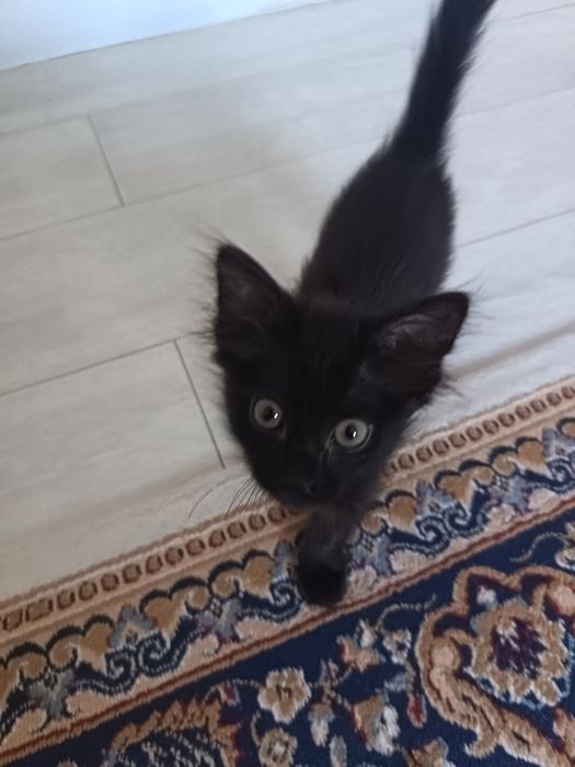 Котёнок, кошка,  мысык