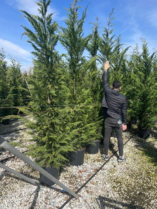 Leylandy verde. și leylandy gold.  calitate extra