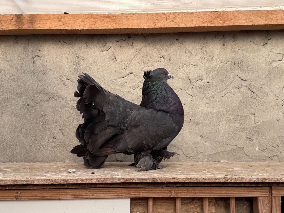 Vand 2 masculi voltat indian