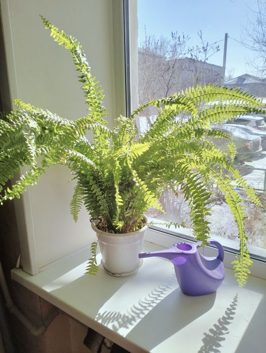 Папоротник красивый и богато смотрится