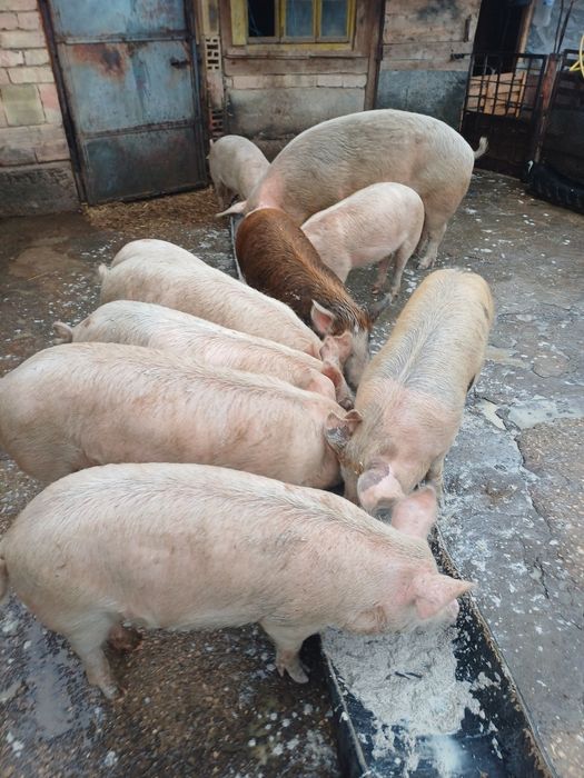 Свободни 60-70 кг.