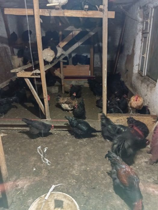 Продам  петухов австерлоп