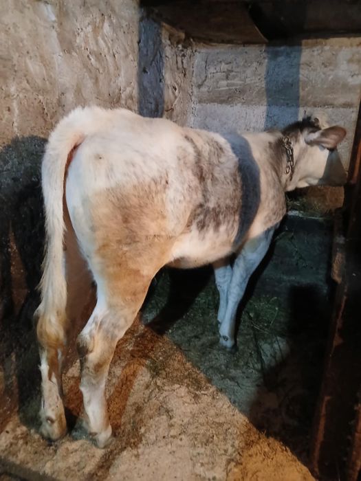 Vând vitica de 6luni