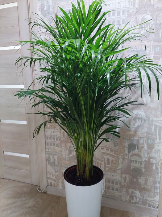 Цветы для офисов и гостиниц