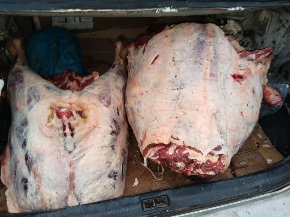 Молодняк молодняк