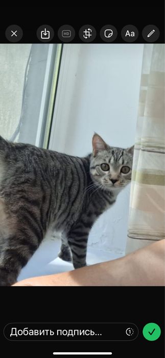 Отдам кота в добрые руки