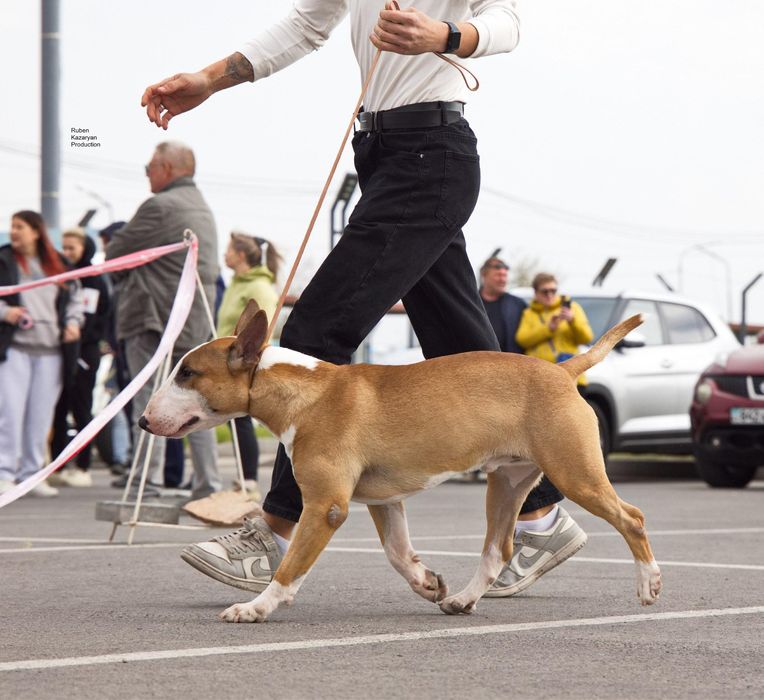 Английский бультерьер открыт для вязок