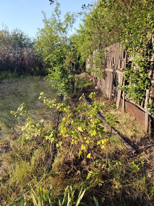 Продам дачу сад Березка