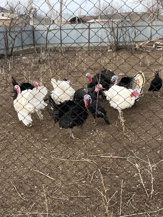 Индюк күрке қораз