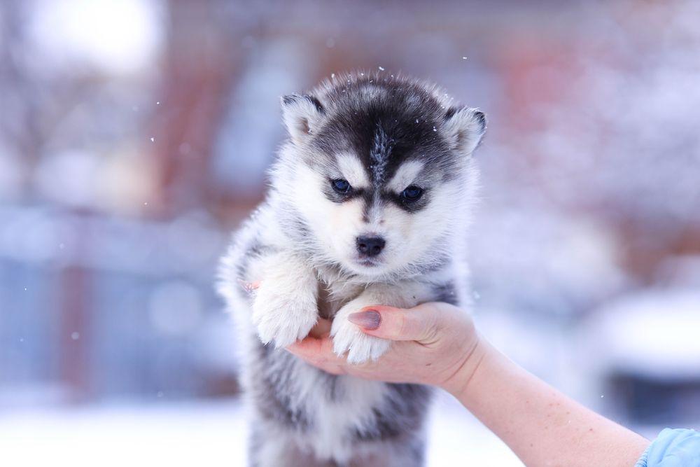 Девочки породы Сибирский Хаски щенки