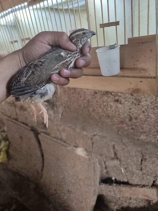 Italiya bedana 45-50 kunli