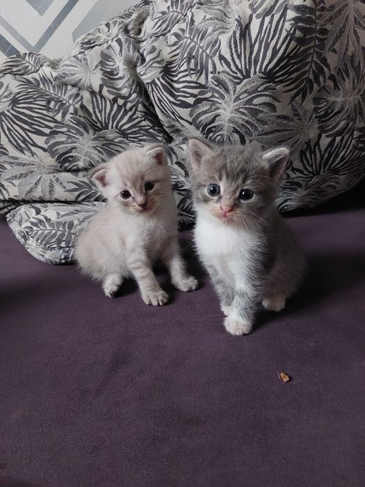 Котята бесплатно