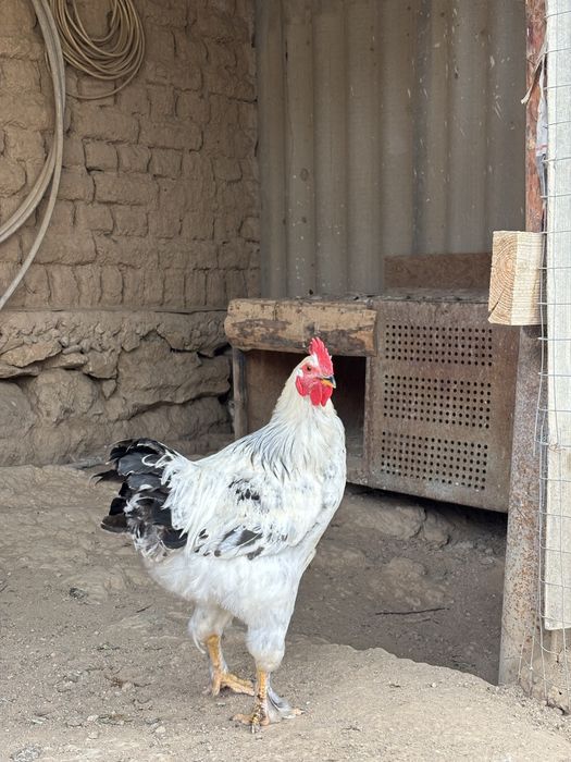 2 қораз сатылады