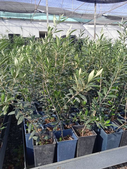 Зайтун кочати бор мева киледигони