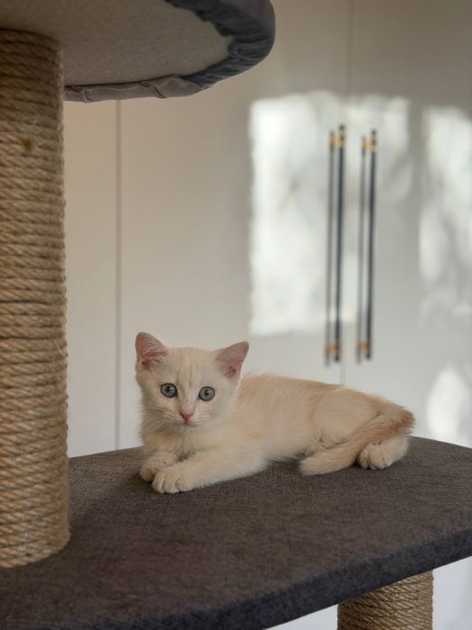 Кот Scottish Straight