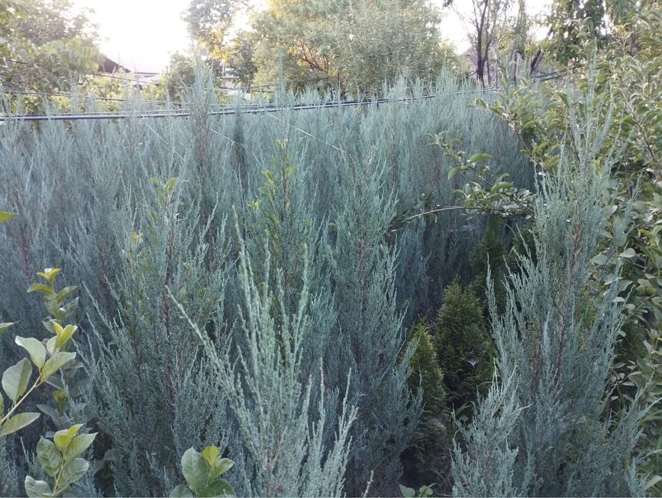 Можжевельник Блю Эрроу