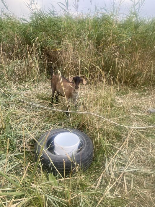 Продаем козу нубийскую