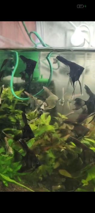 Аквариумные рыбки