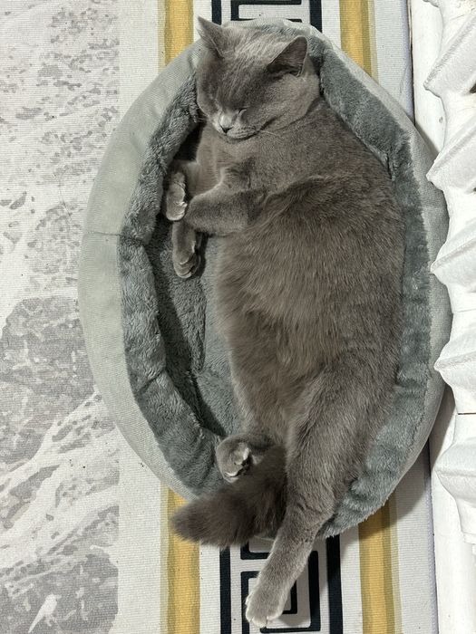 Кот Британец в добрые руки
