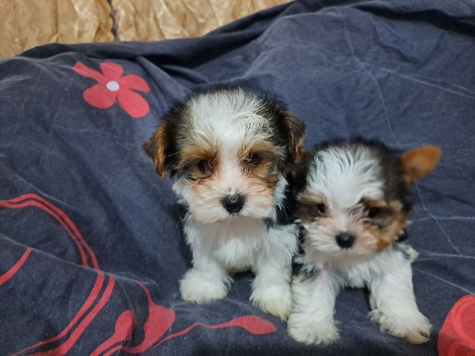 Продам шикарных щенков бивера