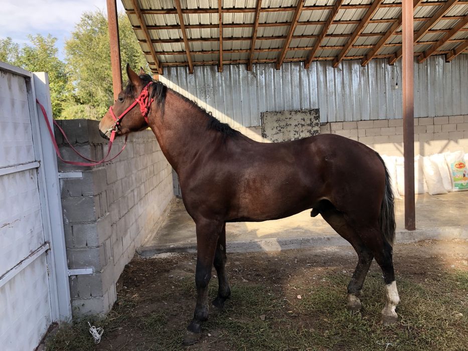 СРОЧНО!!!Полукровка Англичанин