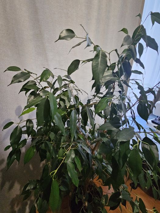 Фикус бенжамина  1м 20 см