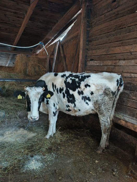 Vând junincă de 2 ani