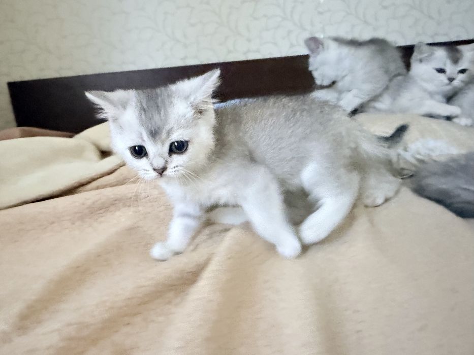 Британские котята серебро