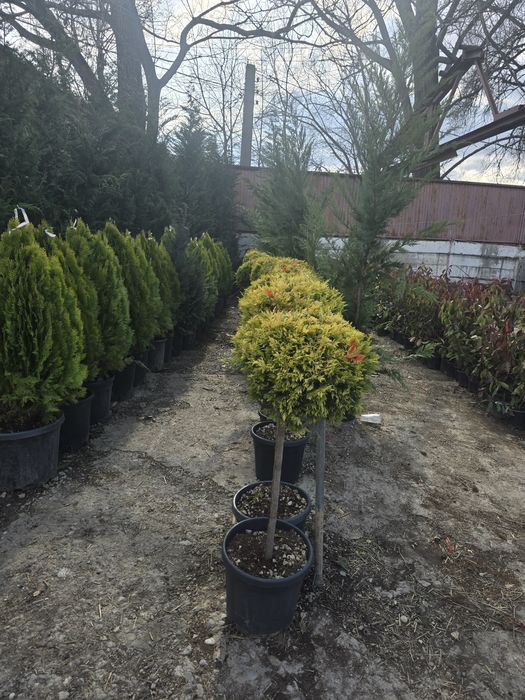 Magnolia mesteacăn alb 3m 6m