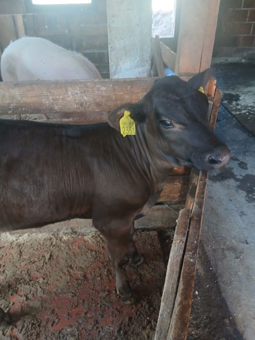 Vând vițică angus