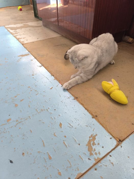 Продаю Кота в Добрые руки .