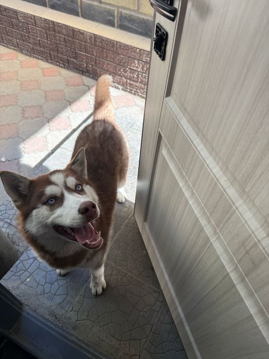 Сибирская хаски рыжая