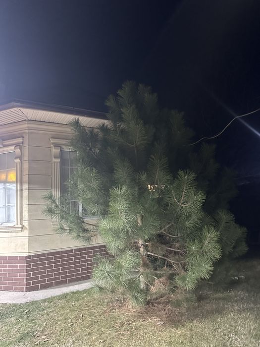 Высокие елки сасны