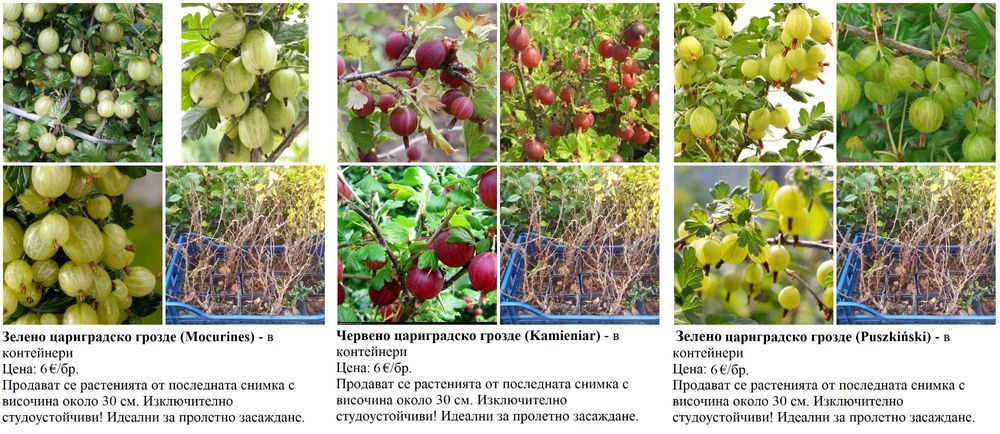 Плодни храсти в контейнери