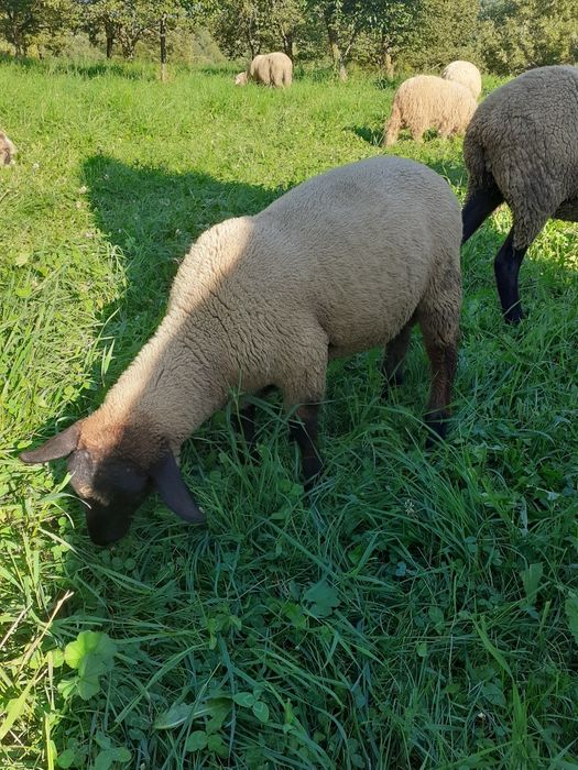 Miei de vânzare Suffolk